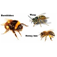 bumblebee-honeybee-wasp.jpg