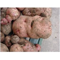 2_potato.jpg