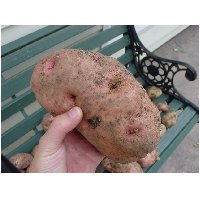 3_potato.jpg