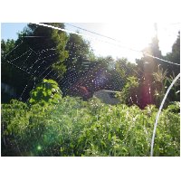 3_gardenweb.jpg